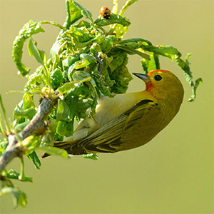 Fire-capped Tit